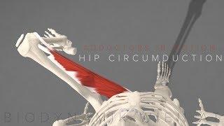 Adductors in Motion- Hip Circumduction 3D Animation