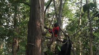 playing in the forest on the big roots all night cooking and sleeping soundly in the forest