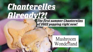 The First Chanterelle Mushrooms of 2022  let me help you find them