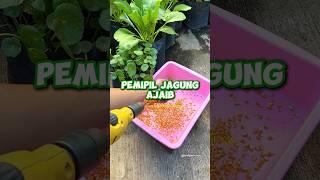 Alat Ajaib Pemipil Jagung Dari Alat Sederhana