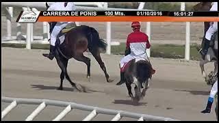 Carrera de Pony en Maroñas Triple Corona #uruguay #turf #clasico #mashipica