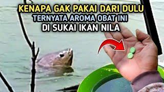 UMPAN IKAN NILA INI TERNYATA AMPUHCampuran Lumut