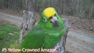 Top 10 talking bird - sweet speaking 10 birds