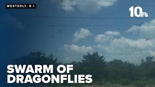 Dragonflies swarm Rhode Island beach