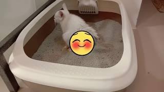 ถั่วพู เดอะซีรีส์ ep2. ฝึกแมวใช้กระบะทราย ฝึกแมวเข้าห้องน้ำ