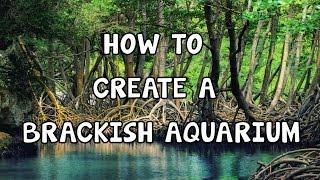 HOW TO SETUP A BRACKISH AQUARIUM STEP BY STEP