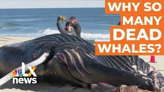 Why Are So Many Dead Whales Washing Up on Atlantic Beaches?  LX News