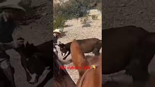 Roping Mean Cattle on the bundy ranch Watch full video on the bundy Ranch channel