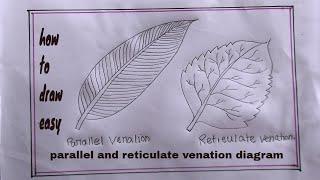 how to draw parallel and reticulate venation diagram