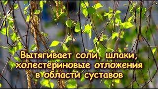 Вытягивает СОЛИ ШЛАКИ ХОЛЕСТЕРИНОВЫЕ ОТЛОЖЕНИЯ в области суставов