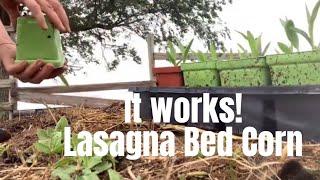 Best Way to Plant Corn Lasagna Bed Style May Garden Tour and Corn Update.