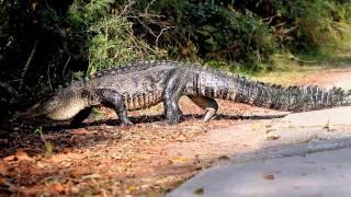 Alligator Walks Into Swamp