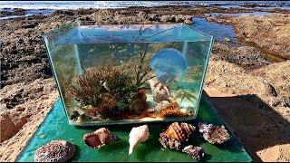 Tidepool  Aquarium