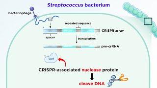 CRISPR-Cas9 Genome Editing Technology