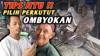 TIPS JITU CARA MEMILIH PERKUTUT OMBYOKAN YANG BAGUS