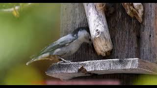 Persistence - the White Breasted Nuthatch - something short