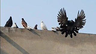 Николаевские голуби Nikolaev Pigeons