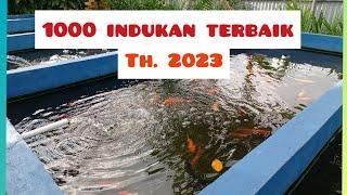 1000 ekor induk nila merah terbaik tahun 2023