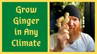 Start Ginger FebMarch To Grow From STORE BOUGHT - Even In Colder Climates