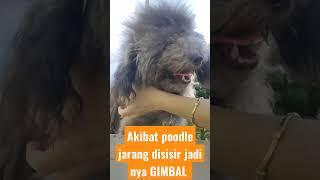 Cara mudah gunting Gimbalnya anjing poodle #anjinglucu #poodle #gimbal