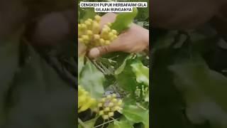 CENGKEH PUPUK HERBAFARM GILA GILAAN BUNGANYA#cengkeh #pupukcengkeh #cengkehorganik