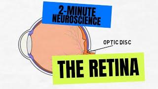 2-Minute Neuroscience The Retina