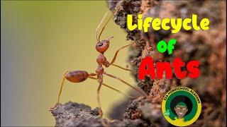 Ant Life Cycle   All about Ants