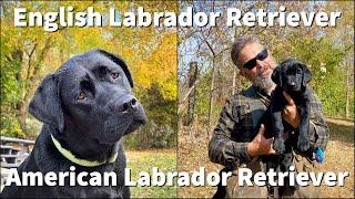 English Labrador Retriever  Purchasing & Training Considerations