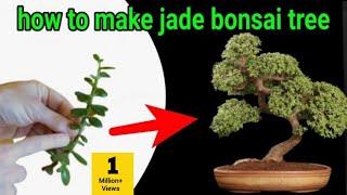 how to make Jade plant bonsai for cutting  jade bonsai 
jade bonsai tree
 jade plant bonsai