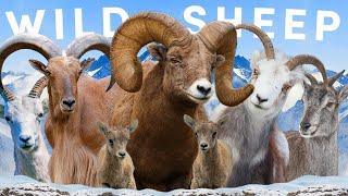 All 8 Wild Sheep Species Including 2 Controversial