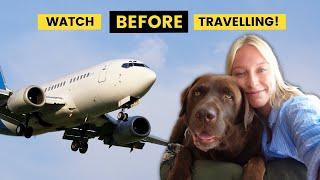 International Travel with a Dog Everything you need to know