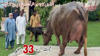 Top Level Nili Ravi Buffalo Breeder Mian Pervaiz of Multan