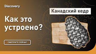 Канадский кедр  Как это сделано?  Discovery Channel