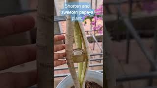 How to shorten and sweeten and Papaya plants #plants #tropicalfruit #fruit