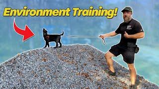 Environment Training for Puppies  Dutch Shepherd Puppy