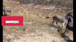 Zebra vs Donkey  Donkey mating with zebra