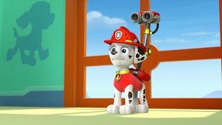 Marshall accidentally drenched Zuma  Paw Patrol scene