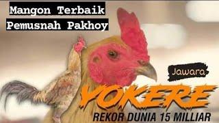 Ulasan Singkat Mangon Yokeree Ayam Juara Pemecah Rekor Dunia