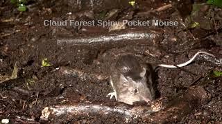 Cloud Forest Spiny Pocket Mice can really jump