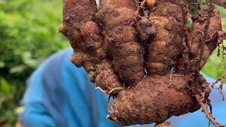 Turmeric farming in Ghana and Cost involved 