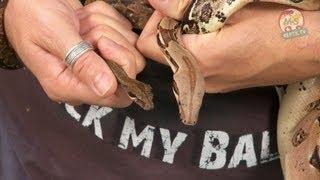 Reptil TV - Folge 52 - Abgottschlange  Boa c. constrictor  Boa c. imperator - Teil 1