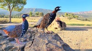 Beautiful Black Francolin Calling Loudly  Kala Teetar Awaaz  Teetar Ki Awaz