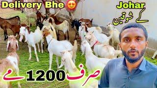 Sirf 1200 Me Bakray   Gulistan Johar Me Qurbani 2024 Ka Bakray Ki Sale Laga Di️  Bakra Mandi