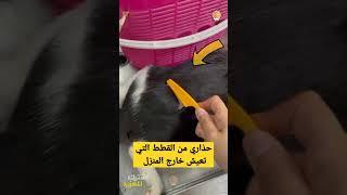 حذاري من القطط التي تعيش خارج المنزل #shorts