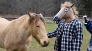 How horses react to a kid in a horse mask.