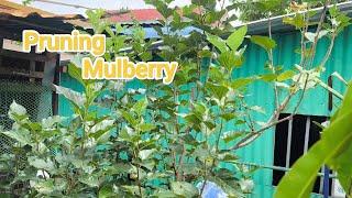 Mulberry friuts by pruning