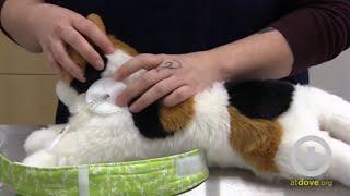 Caring for Your Pets E-Tube at Home