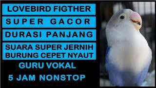 Suara Burung Lovebird Fighter Gacor Durasi Panjang  Masteran burung prestasi