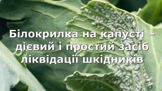 Білокрилка на капусті – дієвий засіб ліквідації шкідників