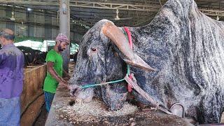 Big Cow Farm in Bangladesh  Al Madina Farm  Big Big Cow